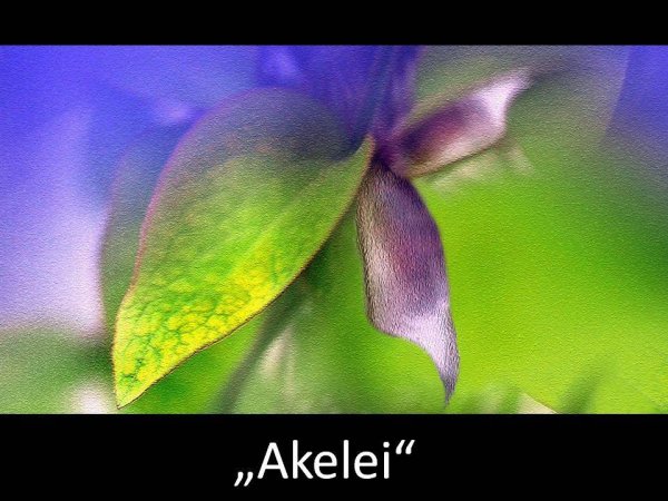 Akelei