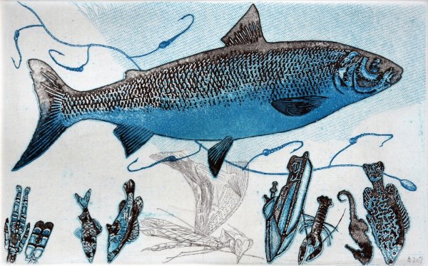 Radolfzeller Felchen 