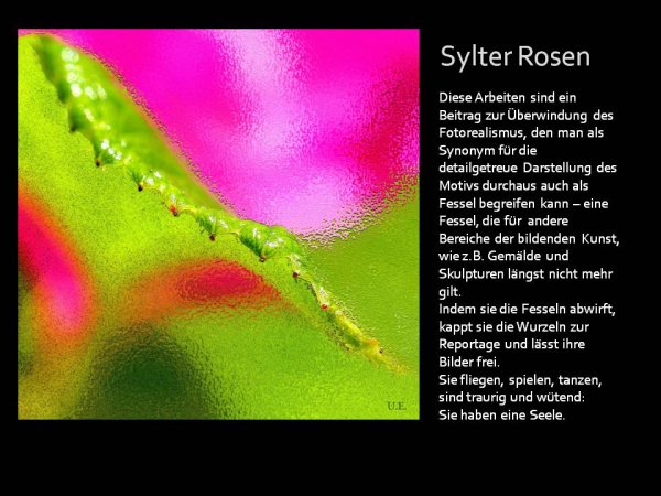 Sylter Rosen